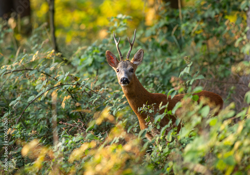 Roe Deer (Capreolus capreolus), older buck standing in forest in bramble