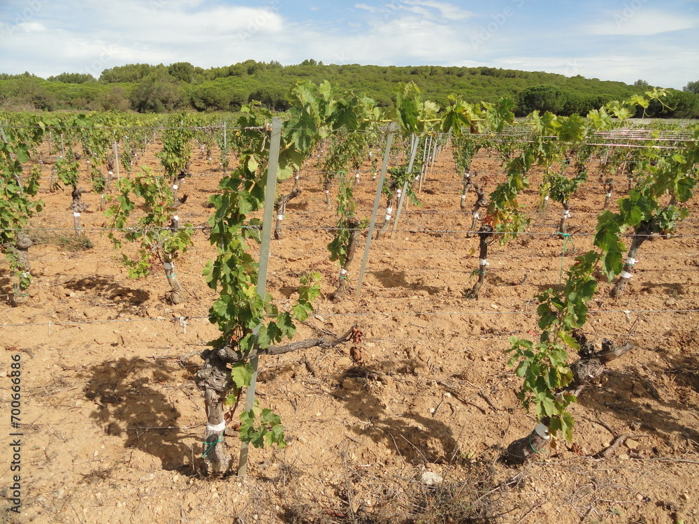 paysages naturels de garrigue et de vigne paysages naturels de garrigue et de vigne