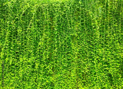 Lee Kwan Yew plants like green curtains are used as vertical gardens.
