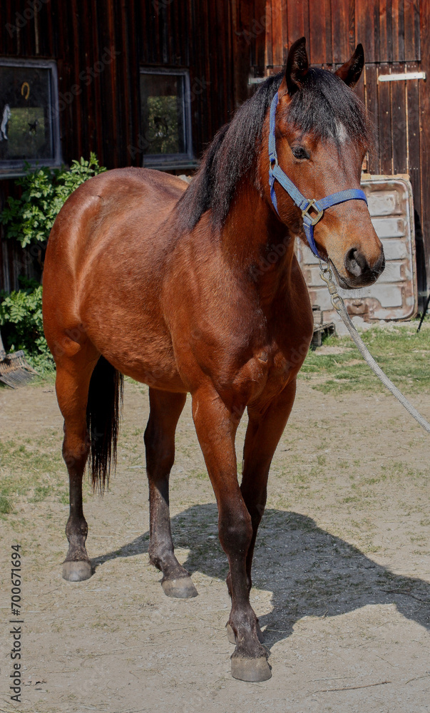 Young brown Quarter Horse stallion in Habertsweiler in the Stauden in Germany Young brown Quarter Horse stallion in Habertsweiler in the Stauden in Germany