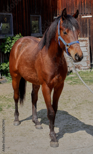 Young brown Quarter Horse stallion in Habertsweiler in the Stauden in Germany