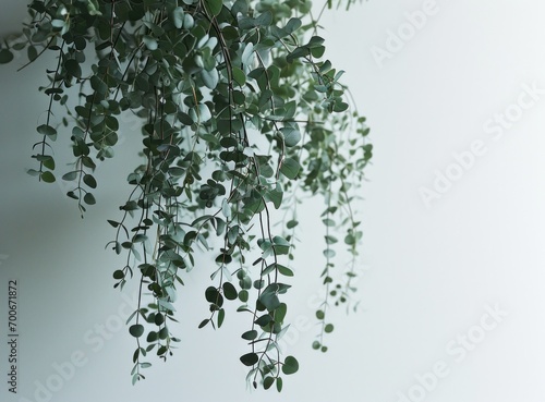 natural eucalyptus plant hanging from the white wall