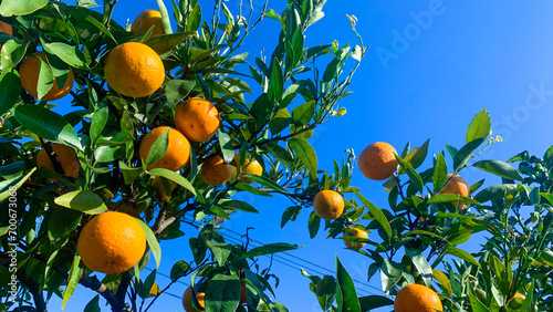 美味しい蜜柑が育つ九州の蜜柑畑