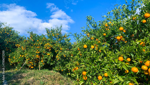 美味しい蜜柑が育つ九州の蜜柑畑