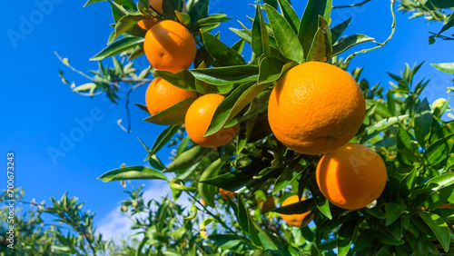 美味しい蜜柑が育つ九州の蜜柑畑