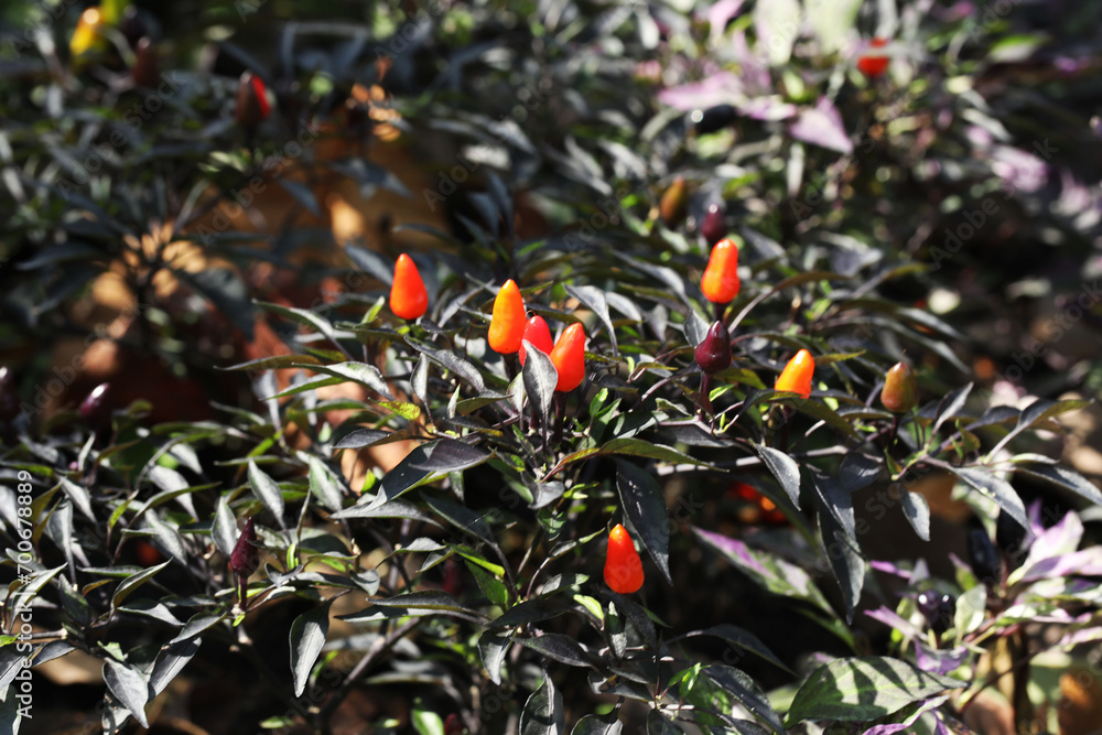 Beautiful ornamental pepper in tropical garden