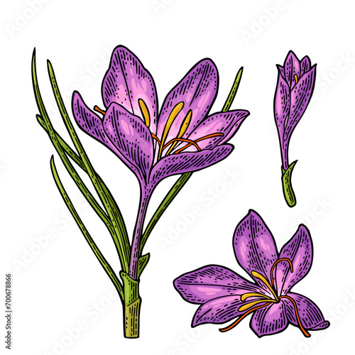 Plant saffron with flower and stamens. Black engraving vintage vector illustration