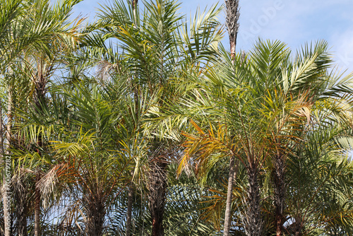  Mangrove date palm (Phoenix paludosa)