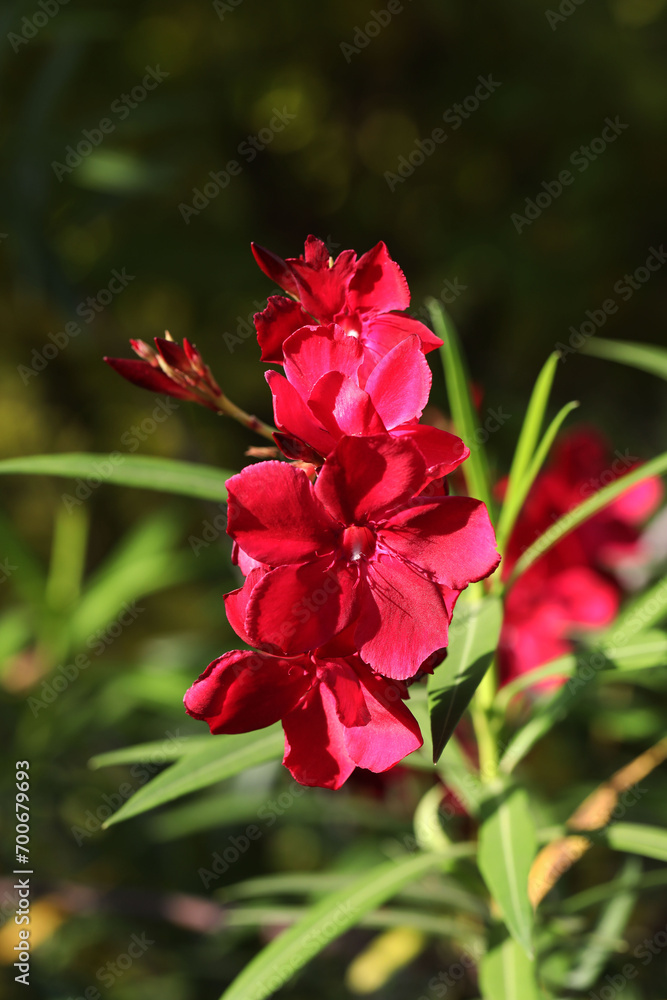 Poisonous plant Nerium oleander with deep red flowers Poisonous plant Nerium oleander with deep red flowers