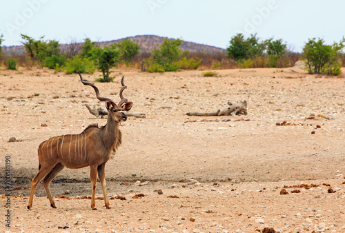 Lone Male Kudu with magnificent horns standing on the dry dusty plains looking very alert. There is a natural bush background