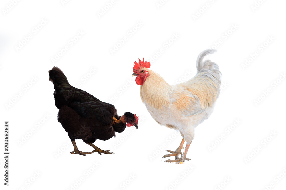 rooster and hen in front of white isolated background rooster and hen in front of white isolated background