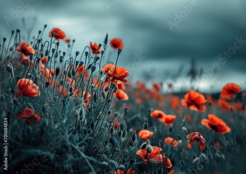 this image shows all of the red poppies in the field