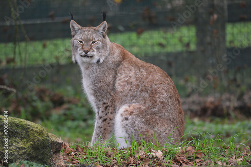 Lince 