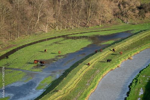 Cows on the flood plain of the Cuckmere river in Sussex