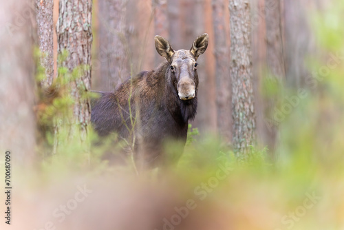 A moose in a green forest,,a moose is watching,,a moose is walking through the forest