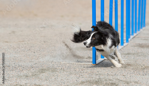 Photos Border Collie doing slalom on a dog agility course