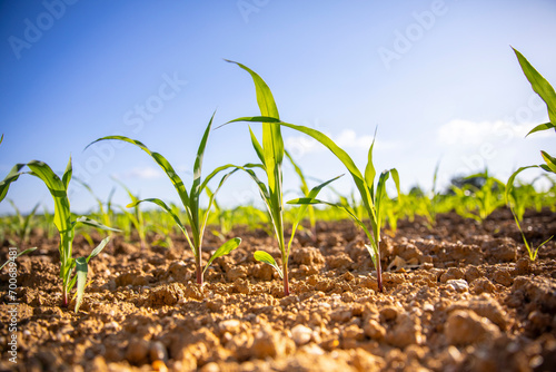 Jeune pousse, épi de maïs dans les champ les racines dans la terre. photo