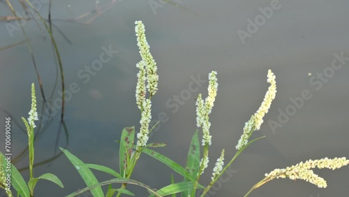 Persicaria hydropiper plant. It's other name  water pepper, marshpepper knotweed, arse smart plant, tade plant and Polygonum hydropiperis. This is a plant of the family Polygonaceae. photo