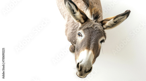 a grey donkey on white background is looking up. Generative AI © Sascha