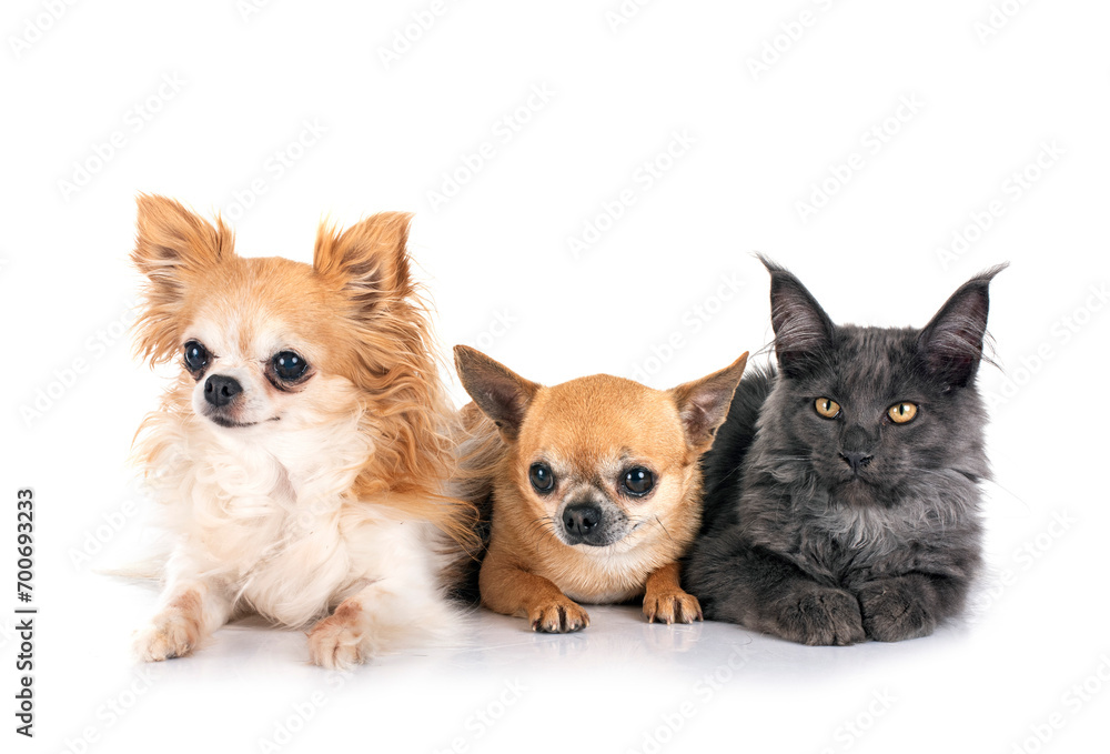 maine coon kitten and chihuahuas