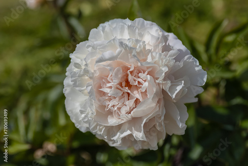 Pfingstrose - Blume creme - weiß