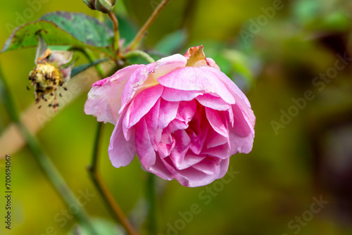 Rose 'Felicia' a spring and summer climbing semi evergreen shrub plant with a pink springtime and summertime flower, stock photo image