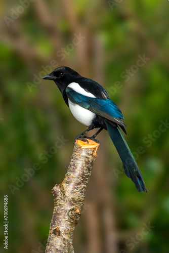 Eurasian magpie (Pica pica) bird perched on a tree stump and which is often found in British gardens, stock photo image