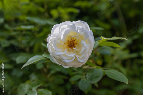 Pfingstrose - Blume - creme - weiß