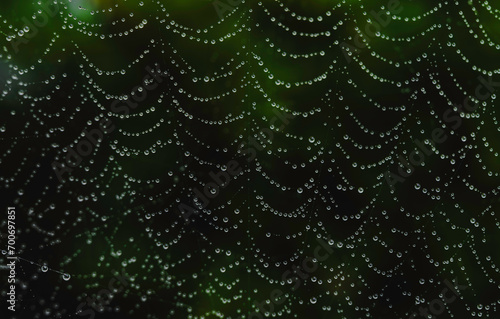 Spider web decorated with rain drops