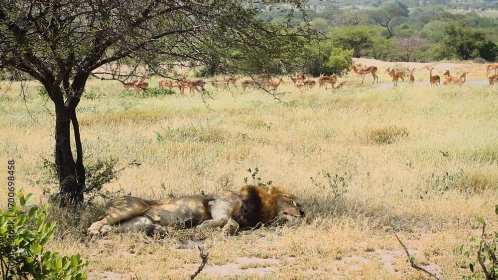 African lion male resting with impala herd on the backgound in Kruger National park, South Africa ; Specie Panthera leo family of Felidae African lion male resting with impala herd on the backgound in Kruger National park, South Africa ; Specie Panthera leo family of Felidae