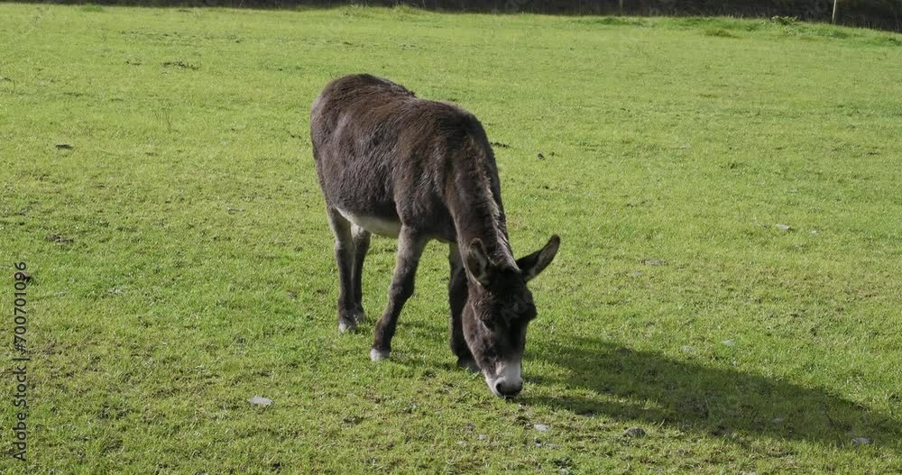 A donkey grazing in a field on a sunny day. Slow motion. A donkey grazing in a field on a sunny day. Slow motion.
