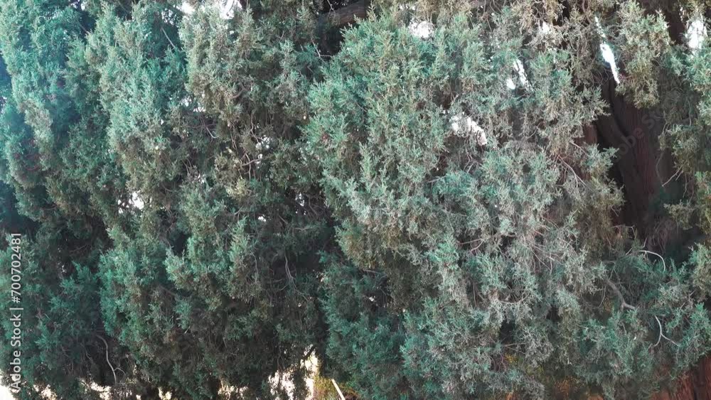 Zoroastrian cypress Sarv (4500 years old) in the province of Yazd. Iran. The cypress has grown to a width of twenty meters and has many merged trunks. The second oldest tree in the world Zoroastrian cypress Sarv (4500 years old) in the province of Yazd. Iran. The cypress has grown to a width of twenty meters and has many merged trunks. The second oldest tree in the world