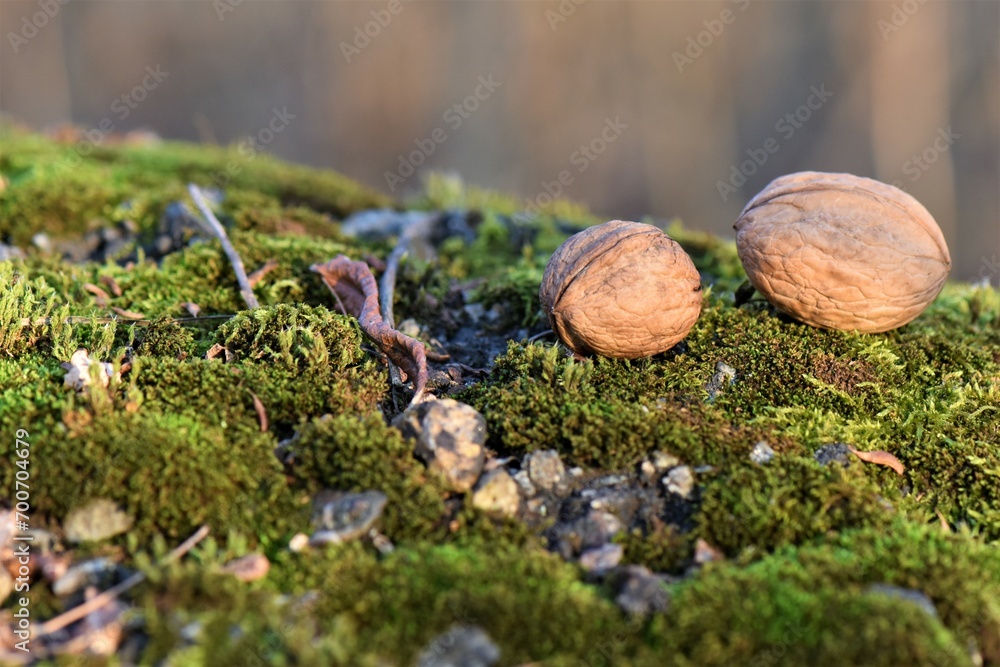 walnuts on mossy stone