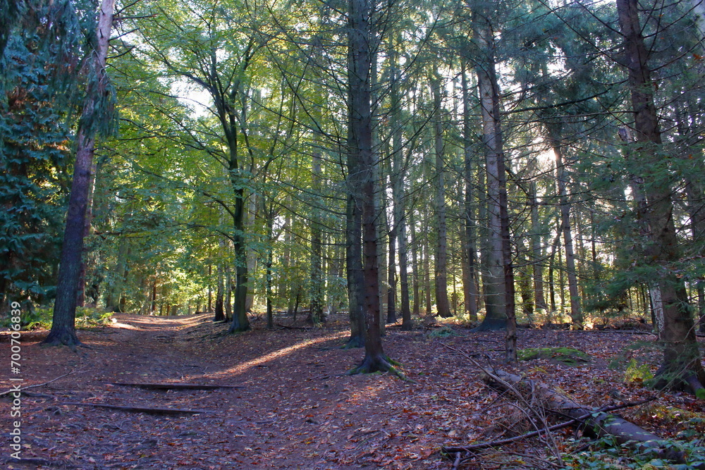 Fototapeta premium Forest and trees in Surrey, England 