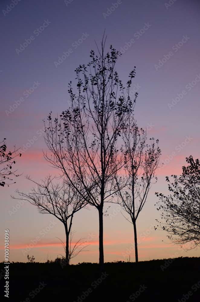 tree silhouette at sunset