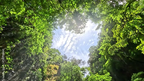 View of forest canopy revealing romantic love heart made by the trees vegetation leaves and branches symbol for for example Valentine's Day also showing bright blue sky in background 4k quality photo