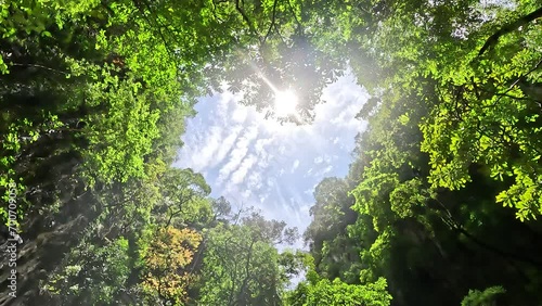 Down top view of forest canopy revealing romantic love heart made by the trees vegetation leaves and branches symbol for for example Valentine's Day also showing bright blue sky in background 4k