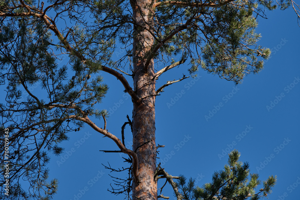 Obraz premium Pine tree against a clear blue sky in Bredebolet in Skaraborg in Vaestra Goetaland in Sweden in spring
