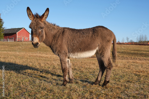 A brown donkey eats in the pasture in Skaraborg in Vaestra Goetaland in Sweden