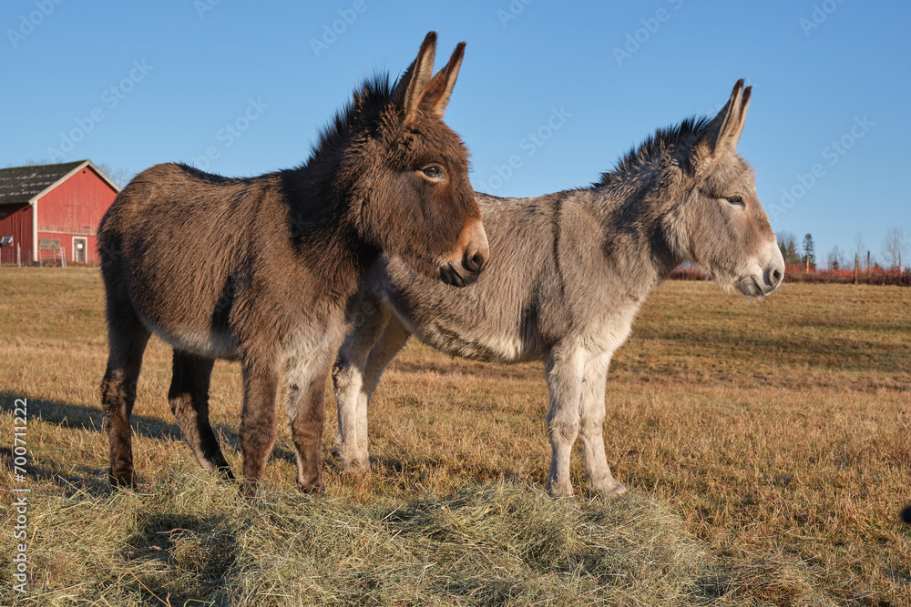 A gray donkey and a brown donkey eat in a pasture in Skaraborg in Vaestra Goetaland in Sweden