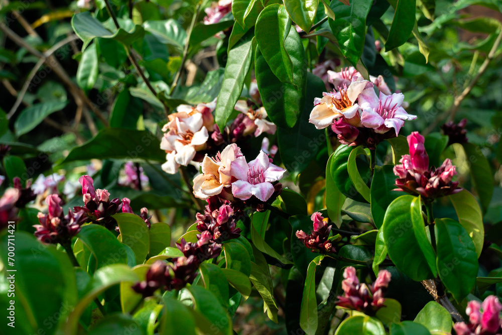 The climbing oleander flower is in full bloom. Pink flowers, Climbing Oleander, Cream Fruit, Poison Arrow Vine, Spider-Tresses, Strophanthus gratus, with water droplets, on green leaves background. The climbing oleander flower is in full bloom. Pink flowers, Climbing Oleander, Cream Fruit, Poison Arrow Vine, Spider-Tresses, Strophanthus gratus, with water droplets, on green leaves background.
