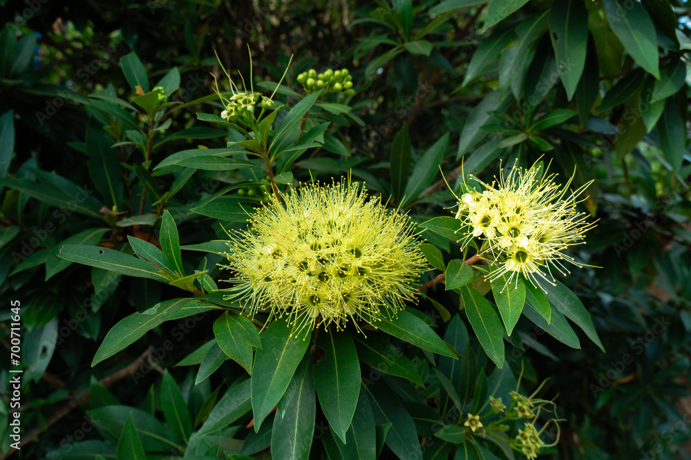 Xanthostemon chrysanthus or golden penda. Flowers with a striking yellow color. Golden Penda, Expo Gold. Yellow flower have many leaves . Xanthostemon chrysanthus or golden penda. Flowers with a striking yellow color. Golden Penda, Expo Gold. Yellow flower have many leaves .