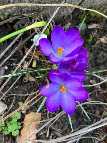 purple crocus flowers