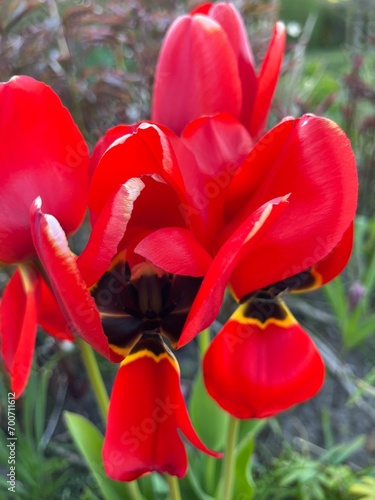 red tulips in the garden