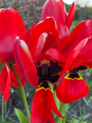 red tulips in the garden