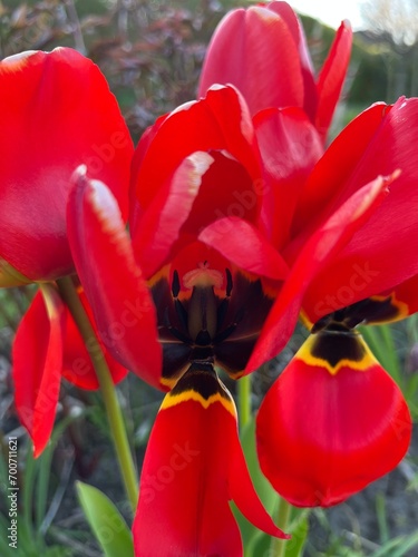red tulips in the garden