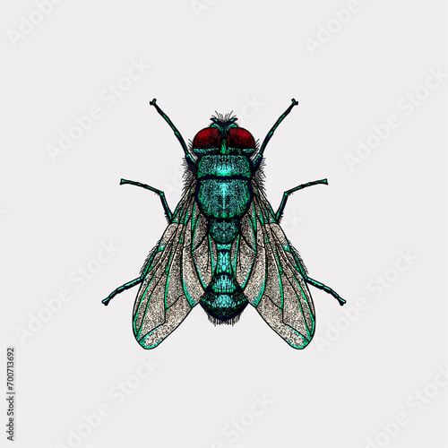 Green fly artwork vector illustration photo