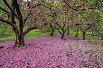 Poster encadré  Central Park in spring  © John Anderson
