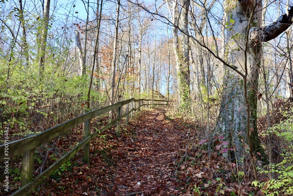 Obraz premium The hiking trail up the slope in the forest.