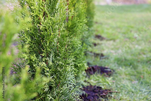 Foto Smaragd thuja green hedge, evergreen trees planted abreast make dense natural wall